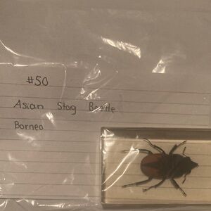 Asian Stag Beetle - Borneo